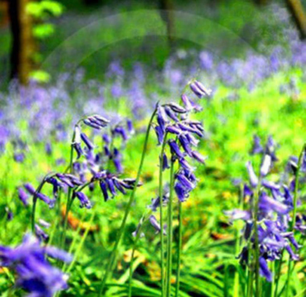 Wild Bluebell Wax Melts