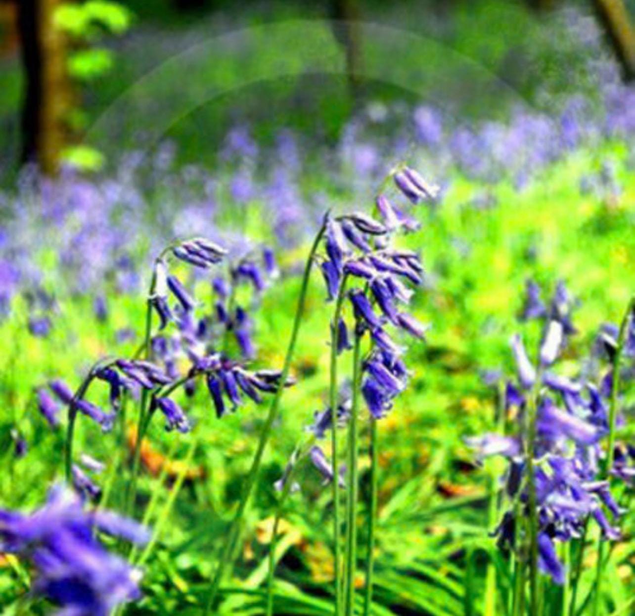 Wild Bluebell Wax Melts