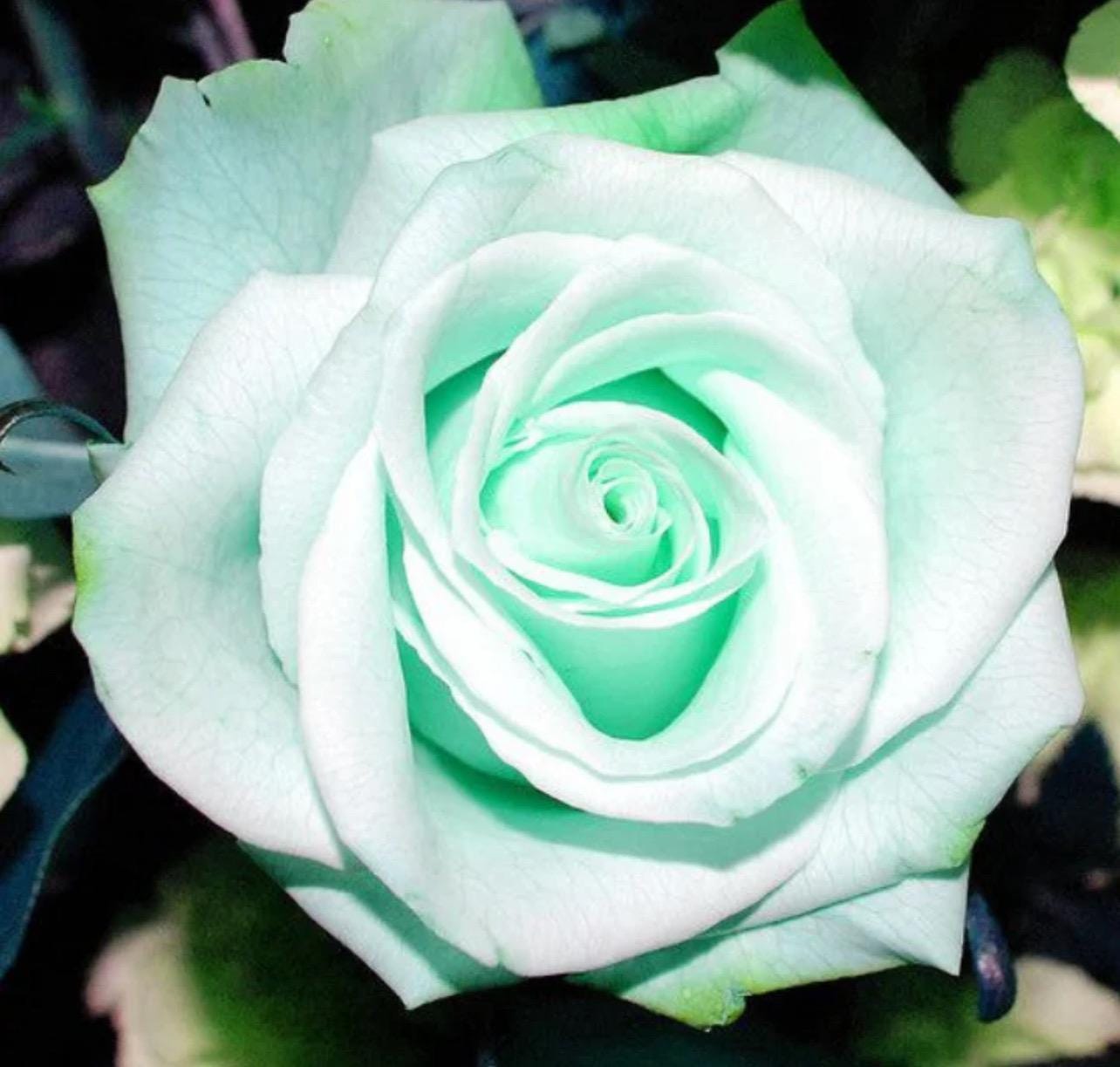 Mint Rose Wax Melts